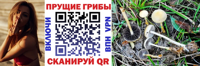 купить   Оленегорск  Галлюциногенные грибы Psilocybine cubensis 